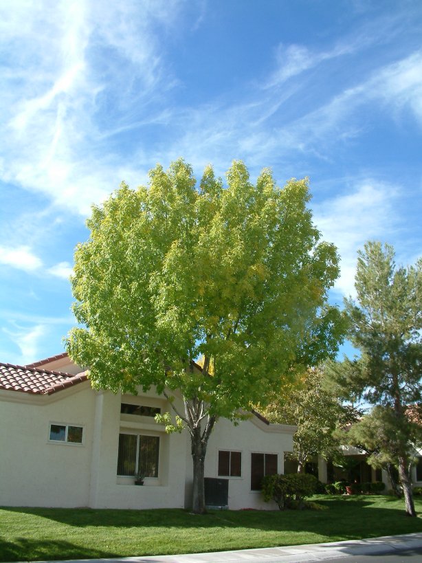 Fraxinus velutina