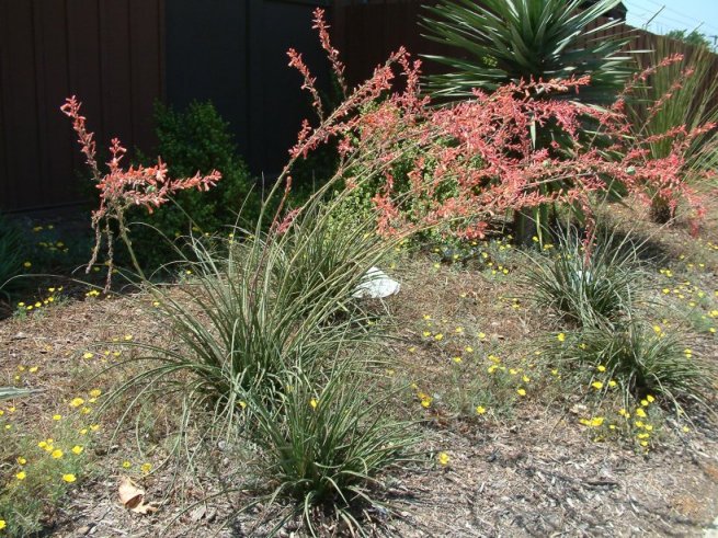 Hesperaloe parviflora