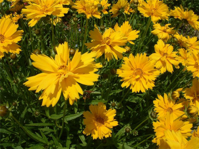 Double Sunburst Coreopsis