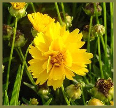 Coreopsis grandiflora 'Early Sunrise'