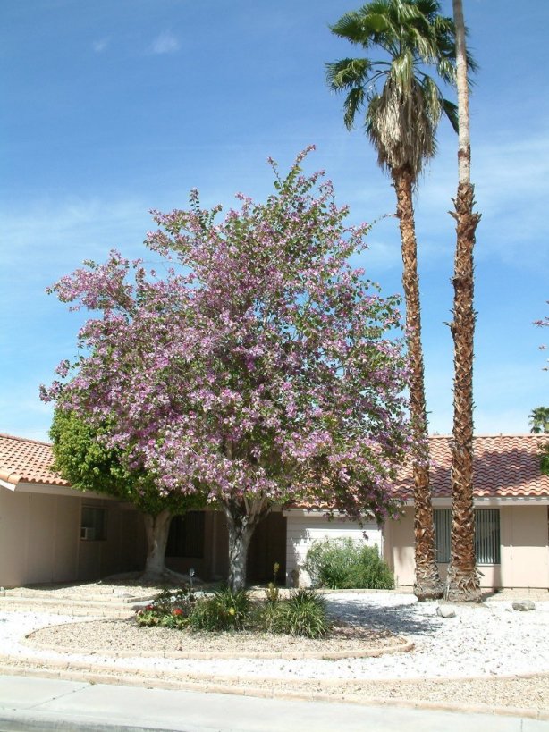 Bauhinia variegata