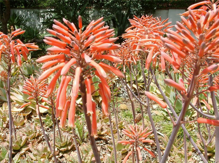 Aloe maculata