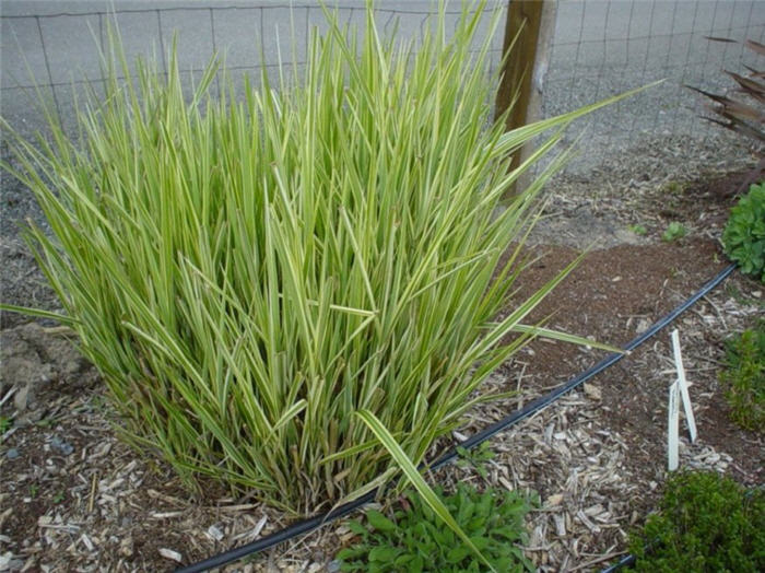 Plant photo of: Miscanthus sinensis 'Silberfeder'