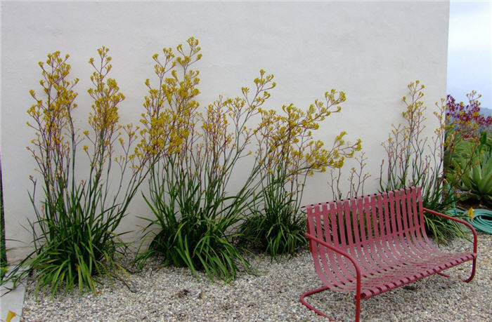 Kangaroo Paws