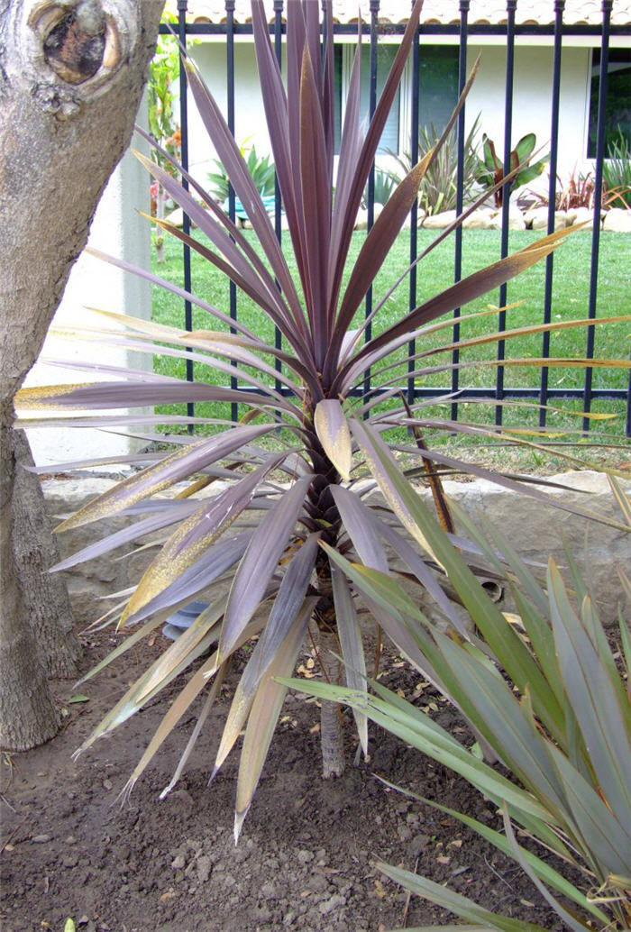 Cordyline baueri