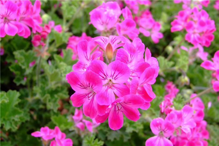 Plant photo of: Pelargonium peltatum