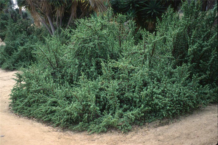 Elephant's Food, Elephant Bush