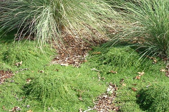 Elfin Creeping Thyme