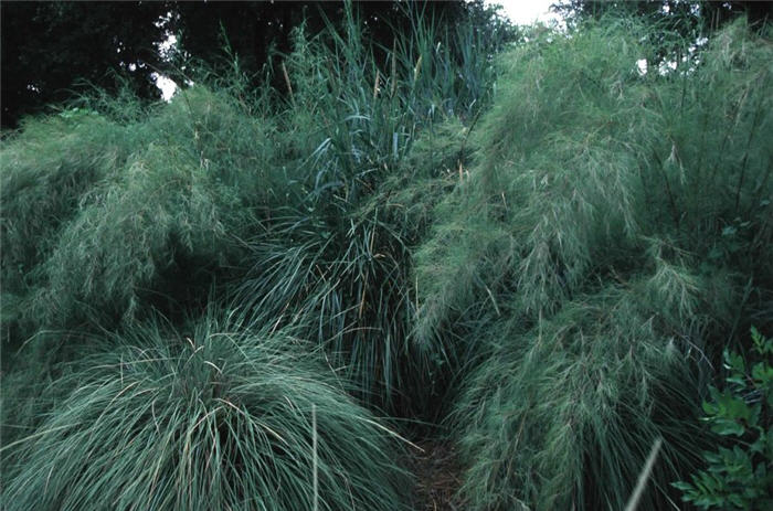 Bamboo Muhly