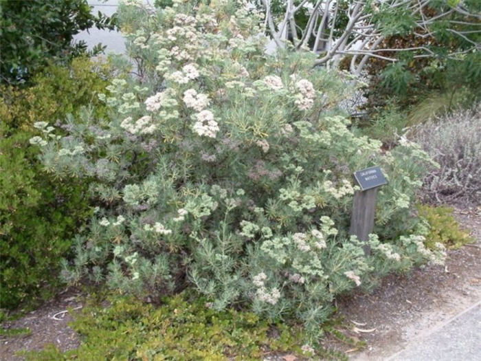 Eriogonum arborescens