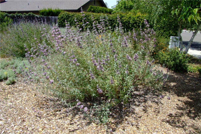 Salvia clevelandii