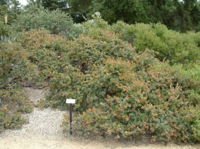 Arctostaphylos 'John Dourley'