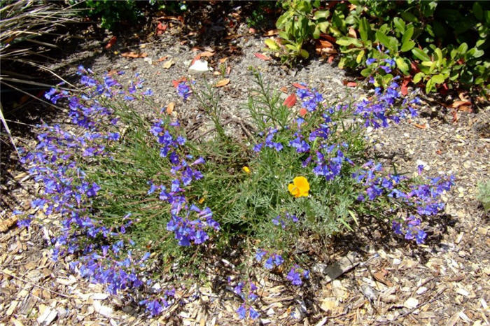 Plant photo of: Penstemon heterophyllus