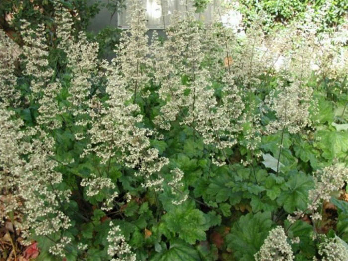 Heuchera maxima