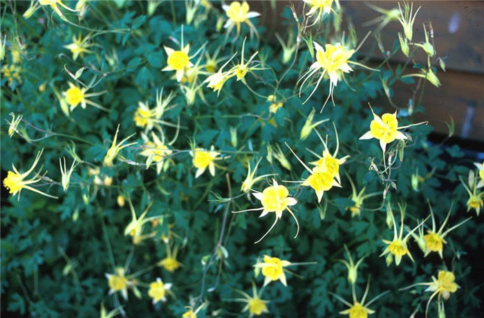 Plant photo of: Aquilegia hybrids