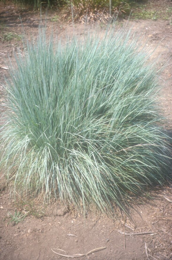 Schizachyrium scoparium 'The Blues'