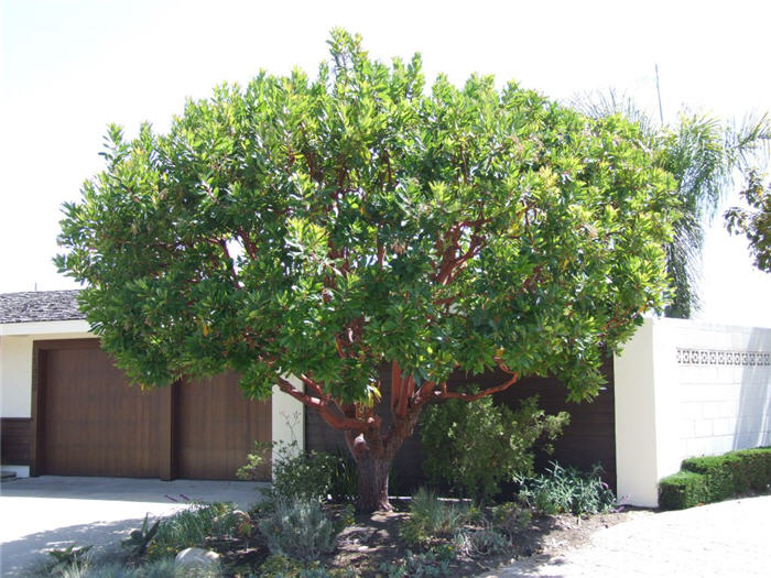 Strawberry Madrone