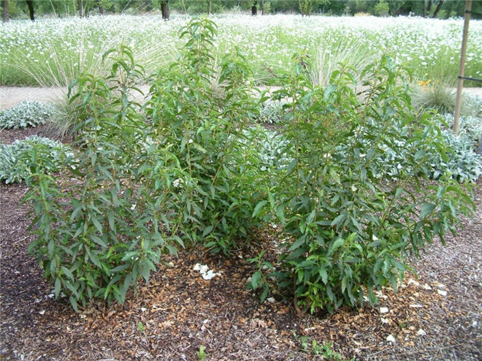 Plant photo of: Cistus ladanifer