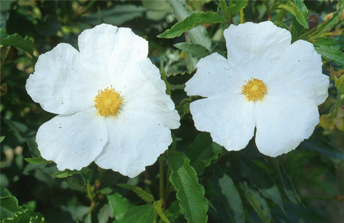 White Rockrose