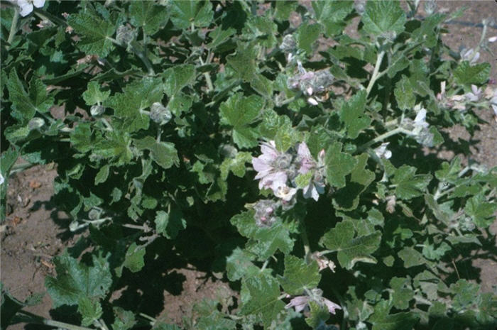 Chaparral Mallow