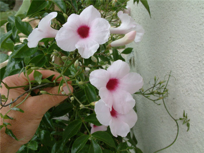 Pandorea jasminoides