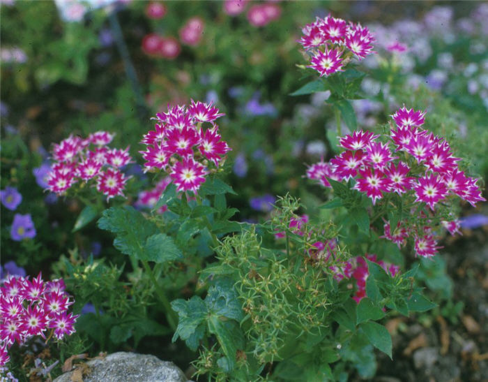 Annual Phlox