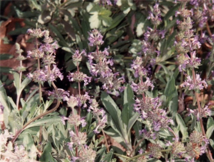 Dara's Choice Creeping Sage