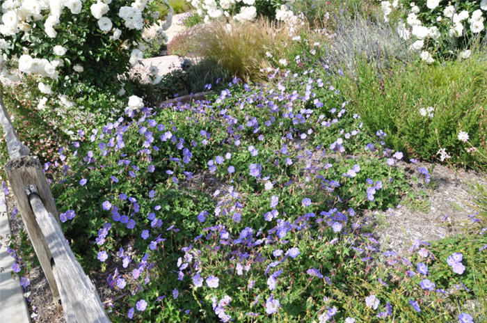 Plant photo of: Geranium 'Rozanne'