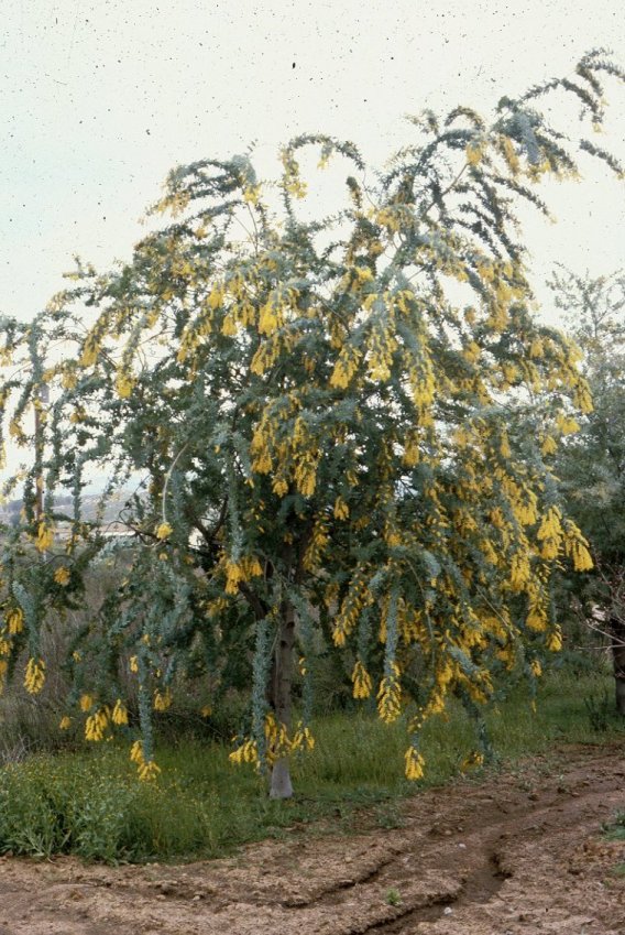 Acacia baileyana