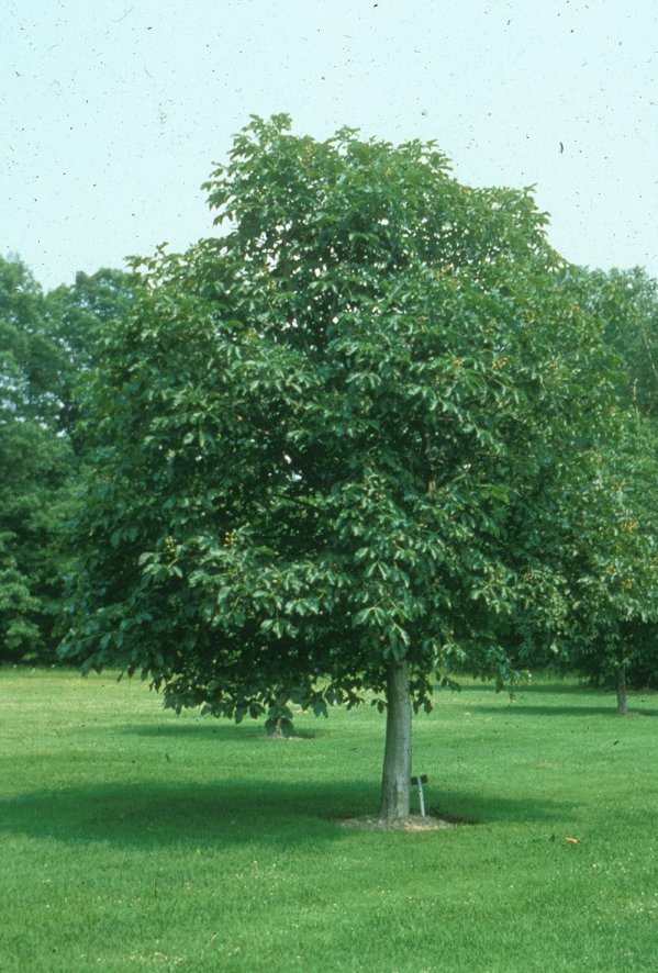 Aesculus X carnea 'Briotii'