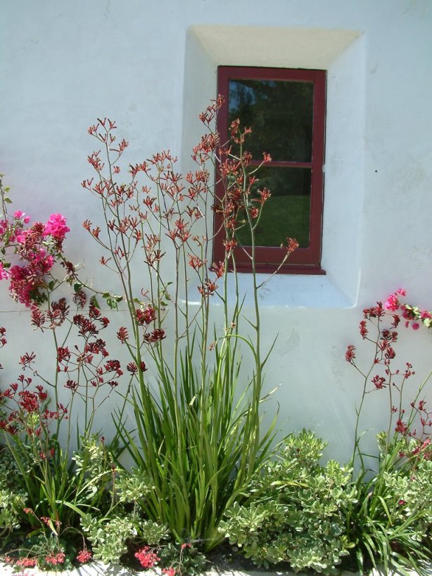 Kangaroo Paws Big Red