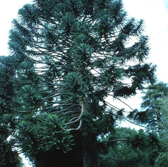 Monkey Puzzle Tree