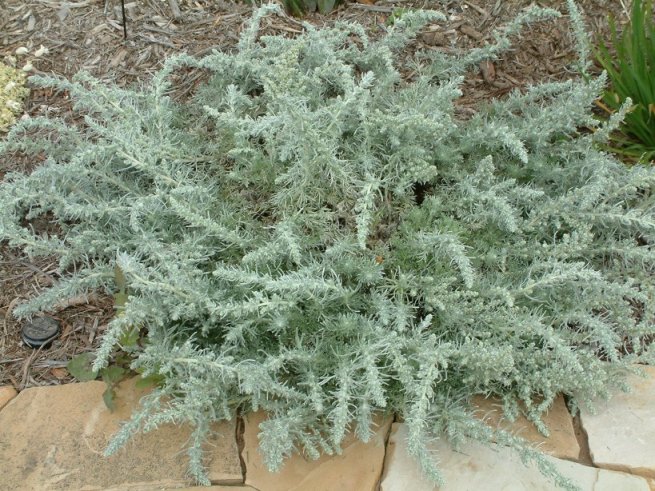 Sandhill Sage, Coast Sagebrush