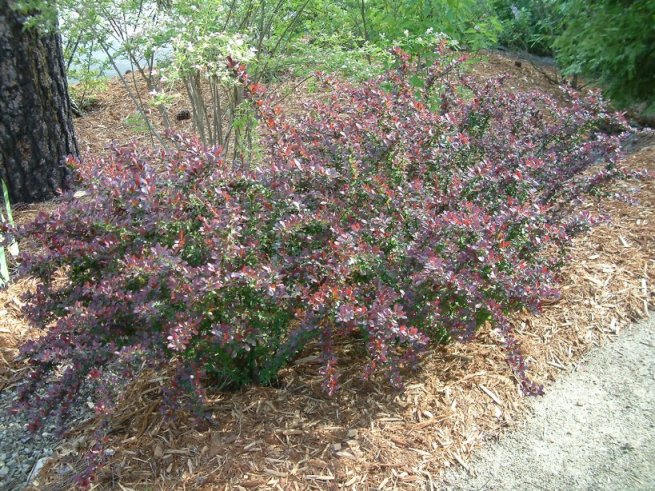 Berberis thunbergii 'Crimson Pygmy'