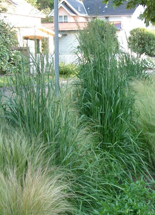 Plant photo of: Calamagrostis X acutiflora 'Karl Foerste