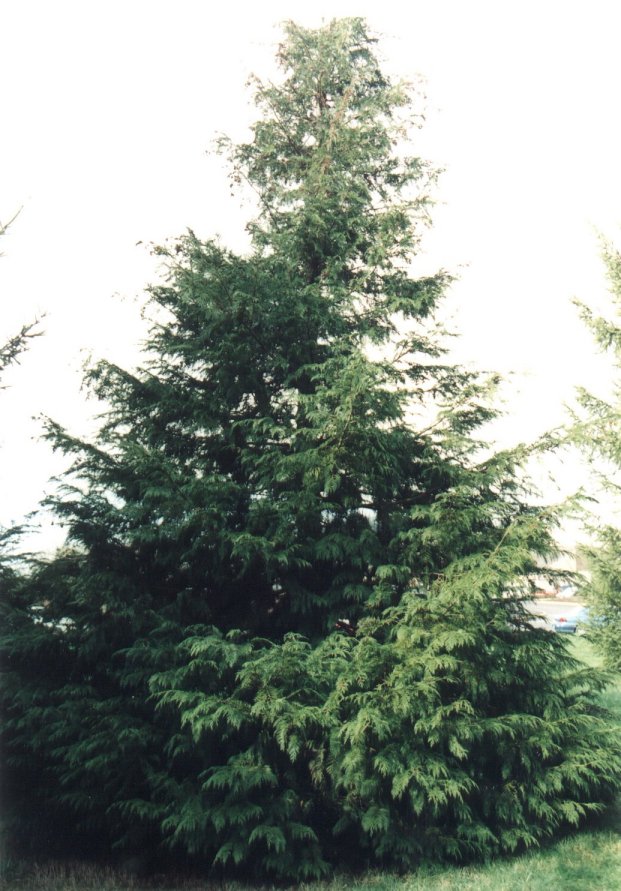 Port Orford Cedar