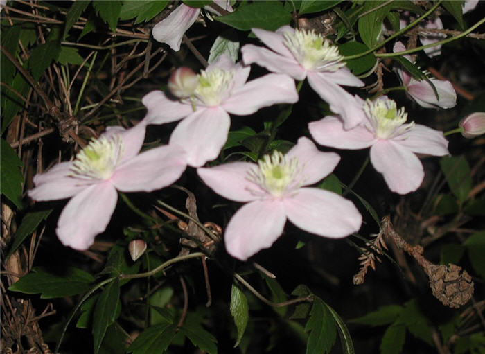 Pink Anemone Clematis, Rubens