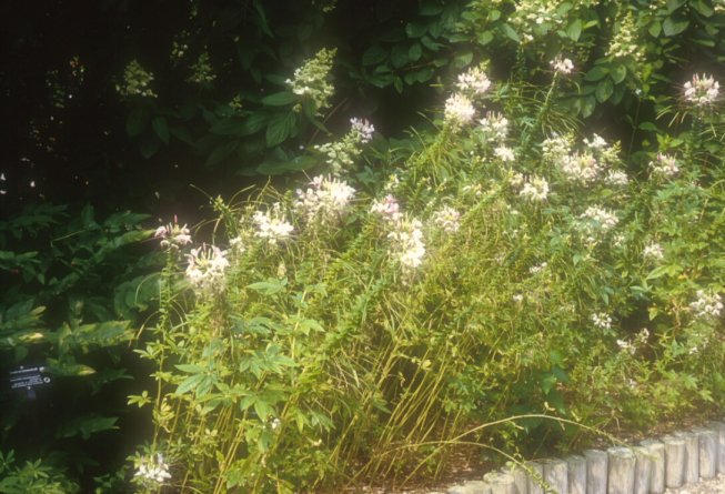 Cleome hasslerana