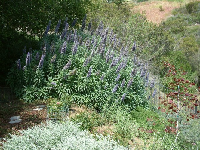 Echium candicans