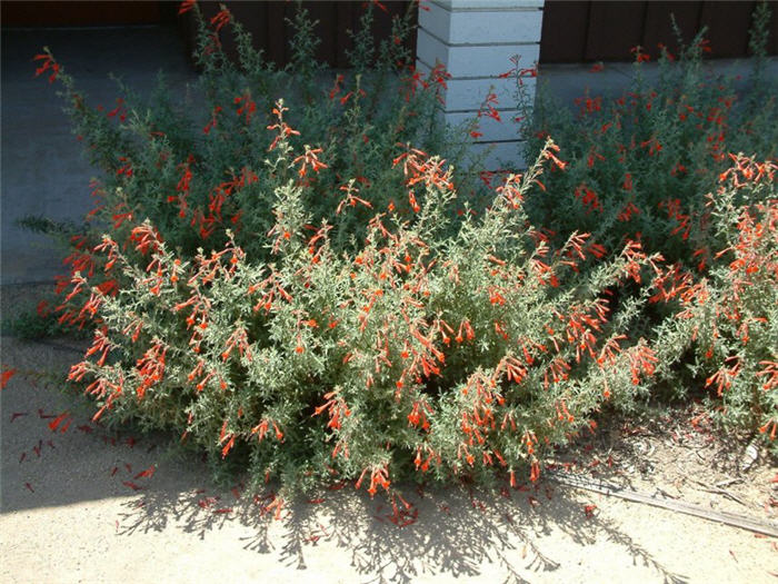 Plant photo of: Epilobium canum