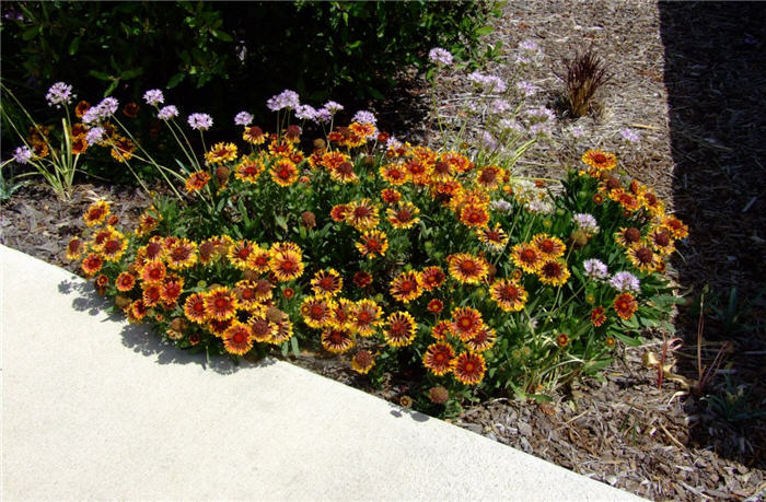 Plant photo of: Gaillardia X grandiflora