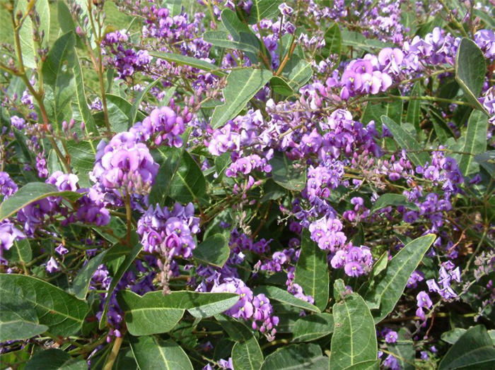 Plant photo of: Hardenbergia violacea