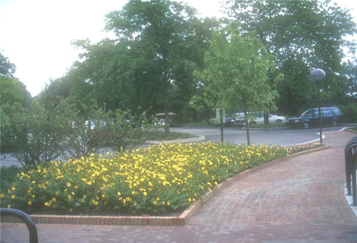 Hypericum 'Hidcote'