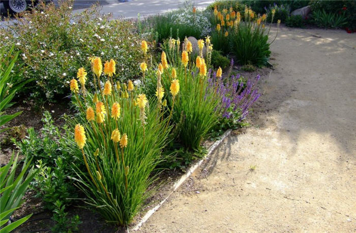 Plant photo of: Kniphofia hybrids