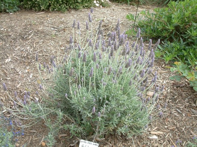 Lavandula dentata 'Candicans'