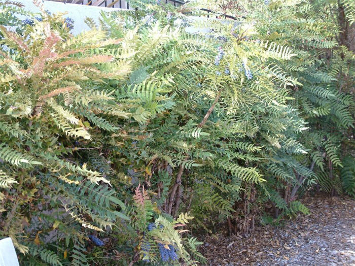 Mahonia lomariifolia