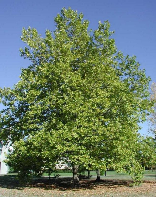 London Plane Tree