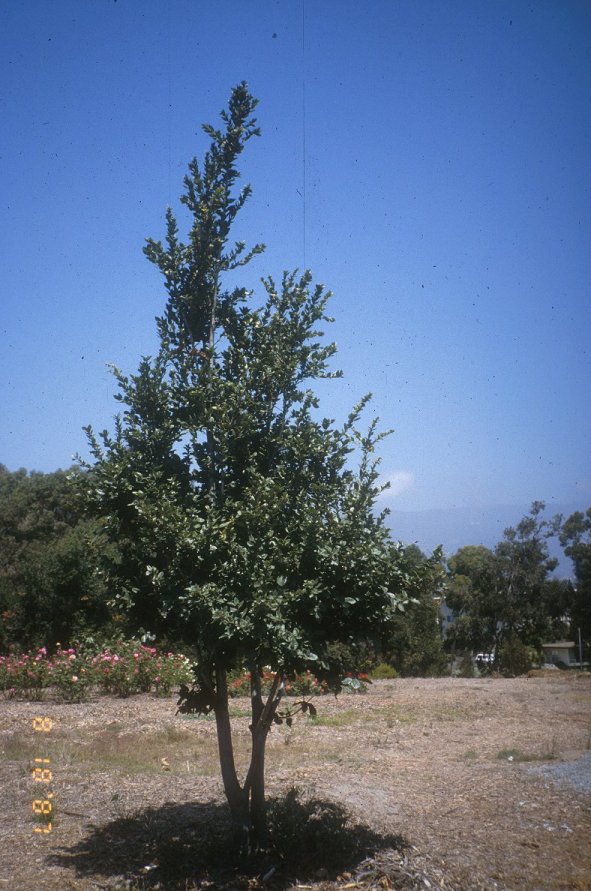 Quercus tomentella