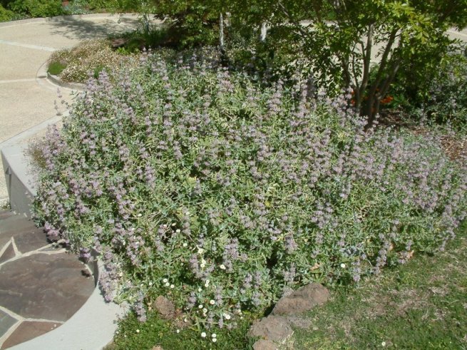 Salvia leucophylla 'Point Sal Spreader'