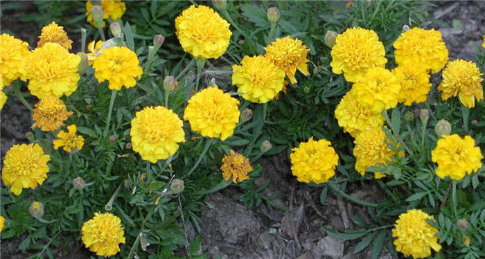 Plant photo of: Tagetes patula